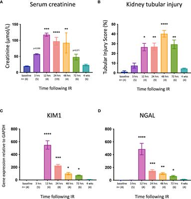 Dynamics of necroptosis in kidney ischemia-reperfusion injury